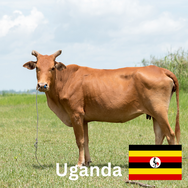 Qurban - 1 Cow (Distributed in Uganda)