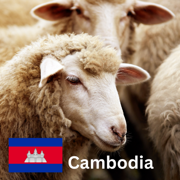 Qurban - 1 Sheep (Distributed in Cambodia)