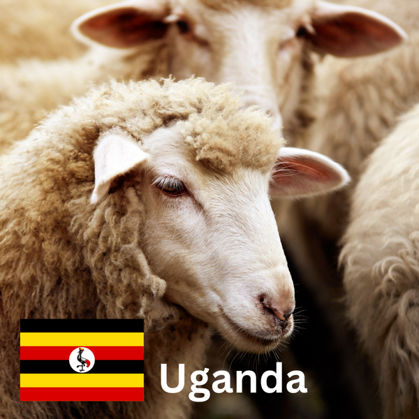 Qurban - 1 Sheep (Distributed in Uganda)