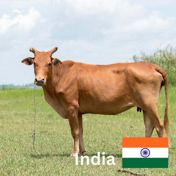 Qurban - 1 Cow (Distributed in India)