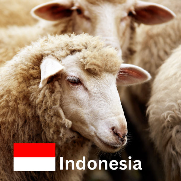 Qurban - 1 Sheep (Distributed in Indonesia)